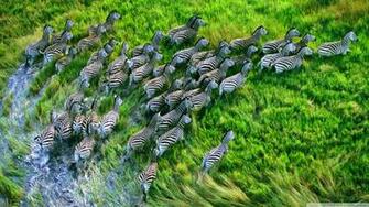 Mac Os X Retina Zebras 4k HD Desktop Wallpaper For Ultra