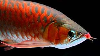 Fish Red Arwana Image Full HD Wallpaper