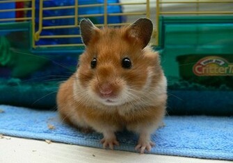 Background Humor Funny Hamsters Wallpaper Doblelol