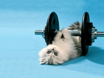 All Wallpaper Funny Cats HD