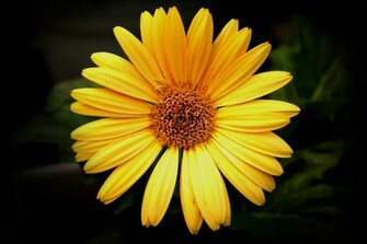 Gerber Daisy Wallpaper Cadmus
