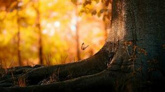HD Wallpaper 1080p Forest Mobile