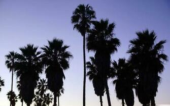 Palm Trees Venice Beach Los Angeles Mac Wallpaper