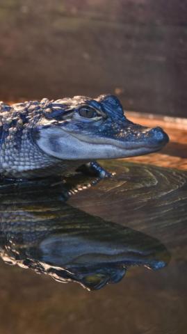 Wallpaper Alligator Crocodile Reptile