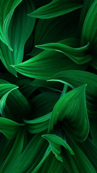 Wallpaper