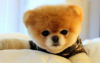 Beautiful Boo Puppy Dog Photos HD Wallpaper Image Pictures