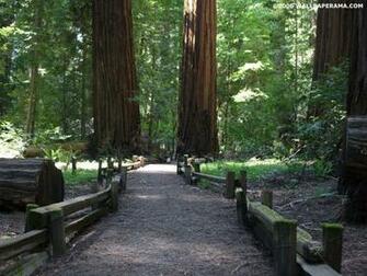 Redwood Trees Wallpaper HD Background Image Pictures