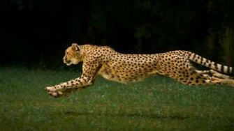 Cheetah Running Wallpaper