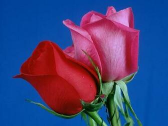 Desktop Wallpaper S Flowers Huge Collection Of Amazing