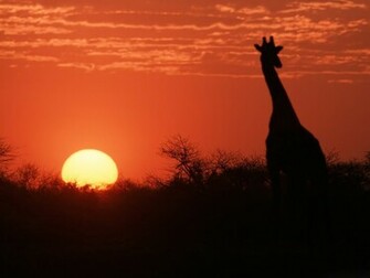 African Sunset Desktop Wallpaper