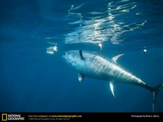 Bluefin Tuna Picture Desktop Wallpaper