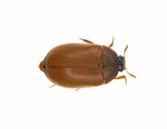 Carpet Beetles In Wood Furniture At Rita Ware Wallpaper