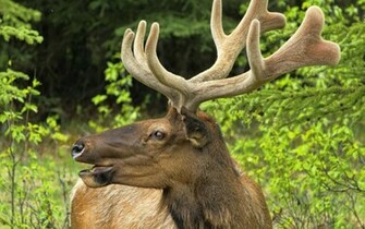 Moose Wallpaper Image