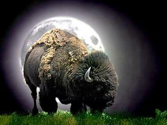 American Buffalo Wallpaper