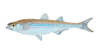 European Smelt Image Wallpaper
