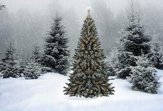 Wallpaper Christmas New Year Tree Snow Winter Forest