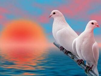 Doves Image HD Wallpaper And Background Photos