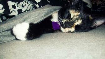 Cats Animals Sleeping Blanket HD
