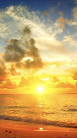 Sunshine On The Sea Wallpaper Sunflower