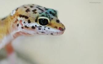 Pics Photos Leopard Gecko Wallpaper