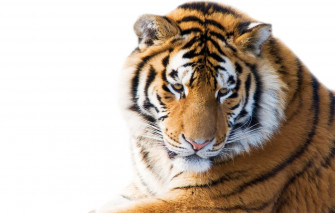 Wallpaper Cat Look Face Tiger White Background The Amur