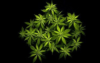 Cannabis Wallpaper