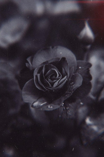 Black Rose Garden Wallpaper