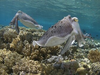 Cuttlefish Jan Wallpaper HD Background Of Your Choice