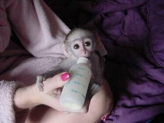 Baby Pet Monkeys Wallpaper Gallery