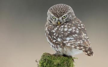 HD Owl Wallpaper By Evia Osmond For Desktop And Mobile Funny