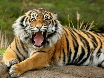 Wild Animal Wallpaper My HD Animals