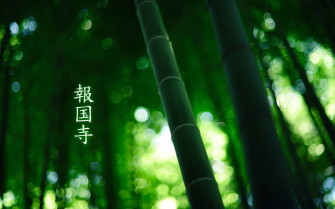 Bamboo HD Wallpaper