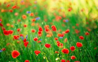 Wallpaper Greens Summer Background Glade Bright Mac Maki