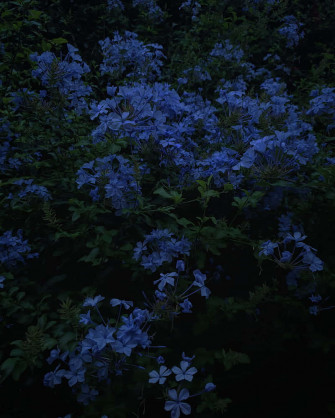 Blue Flowers Aesthetic Wallpaper