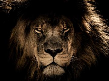 African Lion Mane Close Eyes HD UHD Wallpaper