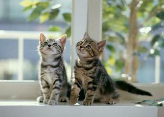 Cats Image Kittens Wallpaper Photos