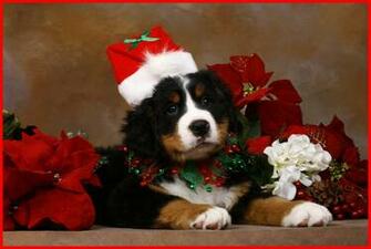 Christmas Dog Computer Wallpaper Picture Picserio