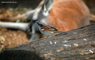 House Sparrow Introduced Passer Domesticus
