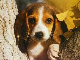 Beagle Wallpaper At 4shared Is Hosted