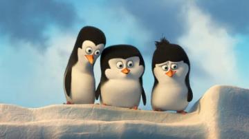 Penguin Background All White