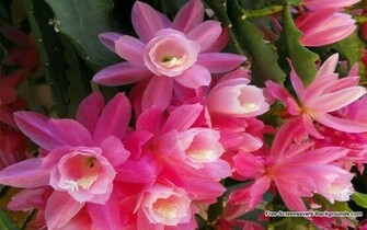 New Flower Wallpaper Feb Screensavers And Background
