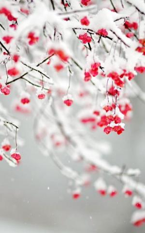 Winter Berries Wallpaper For Your