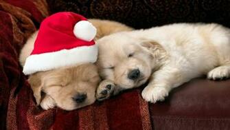 Christmas Puppy Dog HD Wallpaper For iPhone