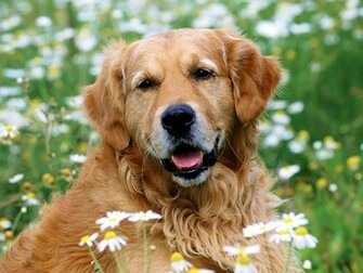 Golden Retriever Dogs And Puppies Wallpaper