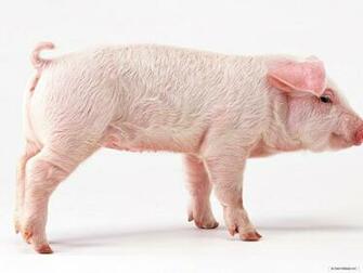 Pig Desktop Background