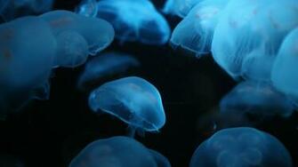 HD Live Wallpaper 1080p Underwater Collection Unique