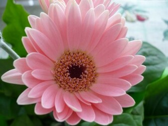 Background Wallpaper S Pink Flower