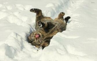 Funny Winter Animal Wallpaper