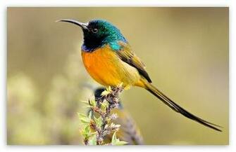Colorful Bird HD Wallpaper For Standard Fullscreen Uxga Xga