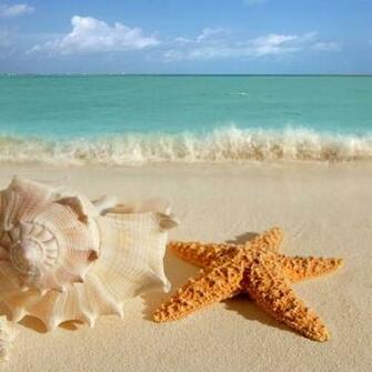 Big Sea Shells On The Beach Wallpaper